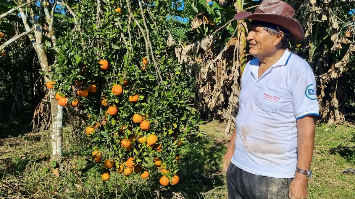 Evo Morales aprovecha el buen clima y cumple jornada de trabajo en su chaco con la poda de naranjos